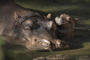 Nació un hipopótamo en el parque Animal Kingdom de Disney (foto)