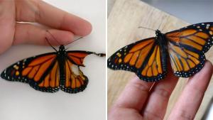 La mujer que hizo un trasplante de alas a una mariposa herida