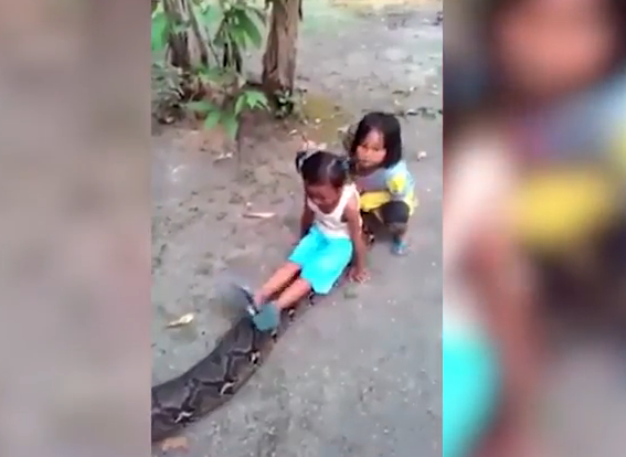 Impactante video de dos niñas jugando con una pitón