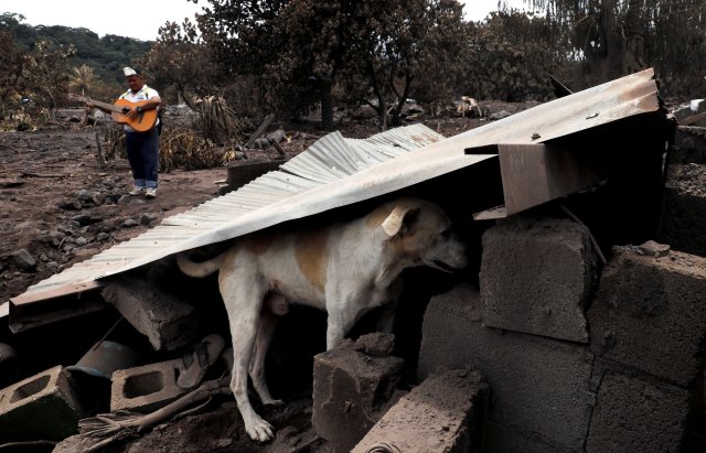 A dog is seen under a plate at an area affected by the eruption of the Fuego volcano at San Miguel Los Lotes in Escuintla, Guatemala June 8, 2018. REUTERS/Carlos Jasso TPX IMAGES OF THE DAY