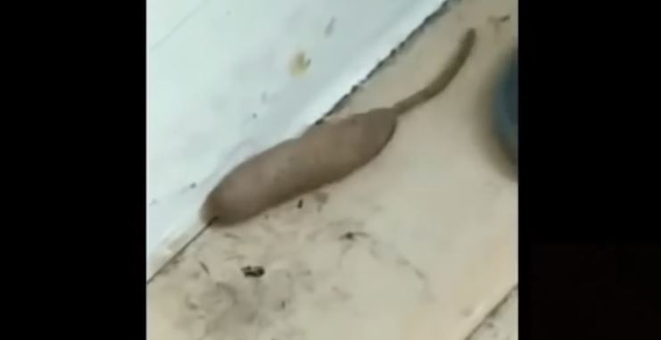 ¡WTF! Un “gusano rata” causa temor en Reino Unido y se vuelve viral en las redes (Video)