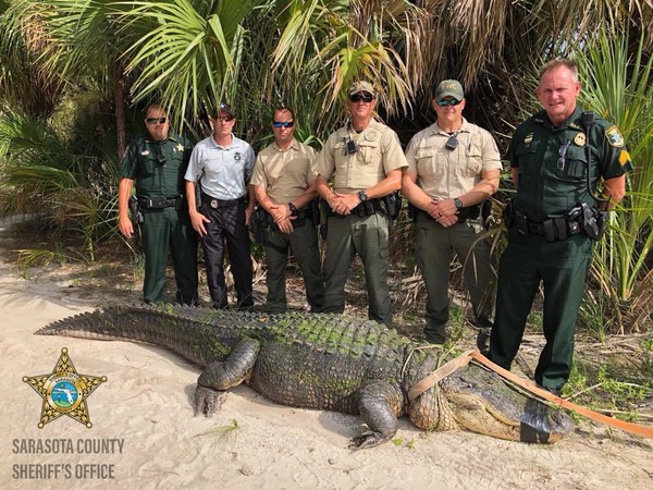 Capturan un caimán de cuatro metros en un parque de Florida (foto)