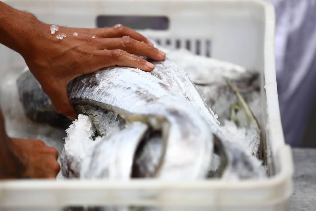 Chiste del día: Venezuela exporta 66 toneladas de pescado a Vietnam y EEUU