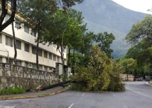 Autoridades en Chacao retiran árbol caído por fuertes lluvias en Altamira #20Oct