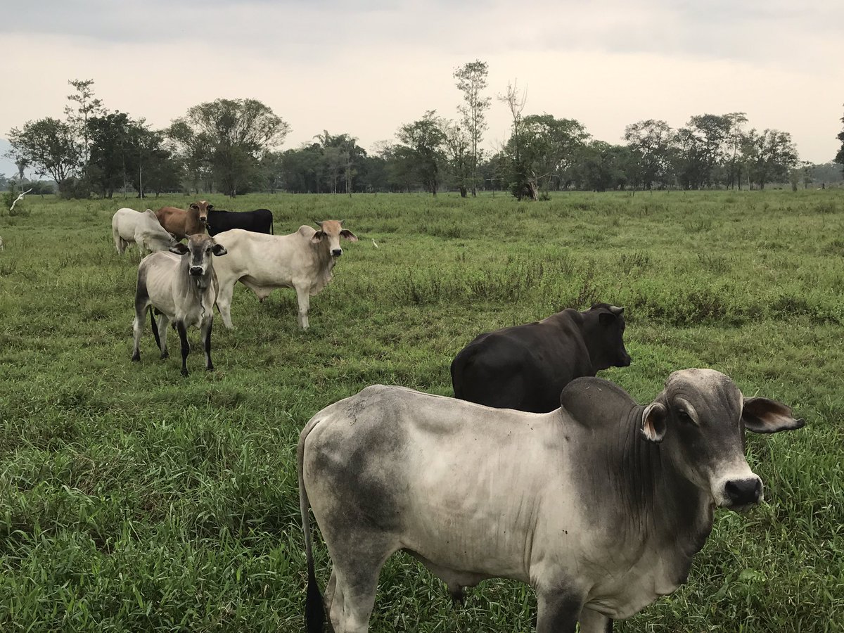 Al menos 254 toros fueron confiscados por el Gobierno bolivariano (Video)