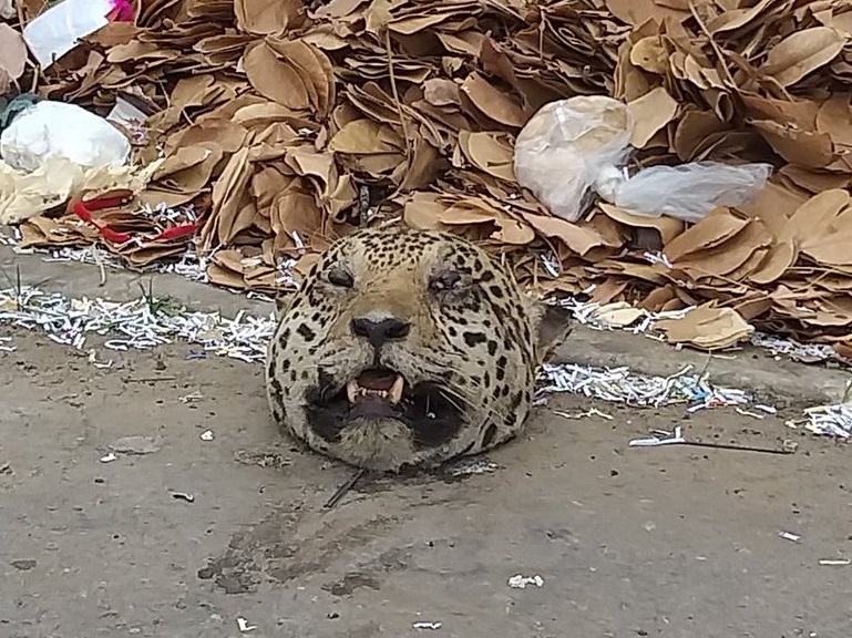 Hallan la cabeza de un jaguar en un basurero de Maracaibo (fotos)