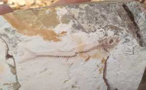 Hallan fósiles de peces de 2 millones de años en zona norte de El Salvador