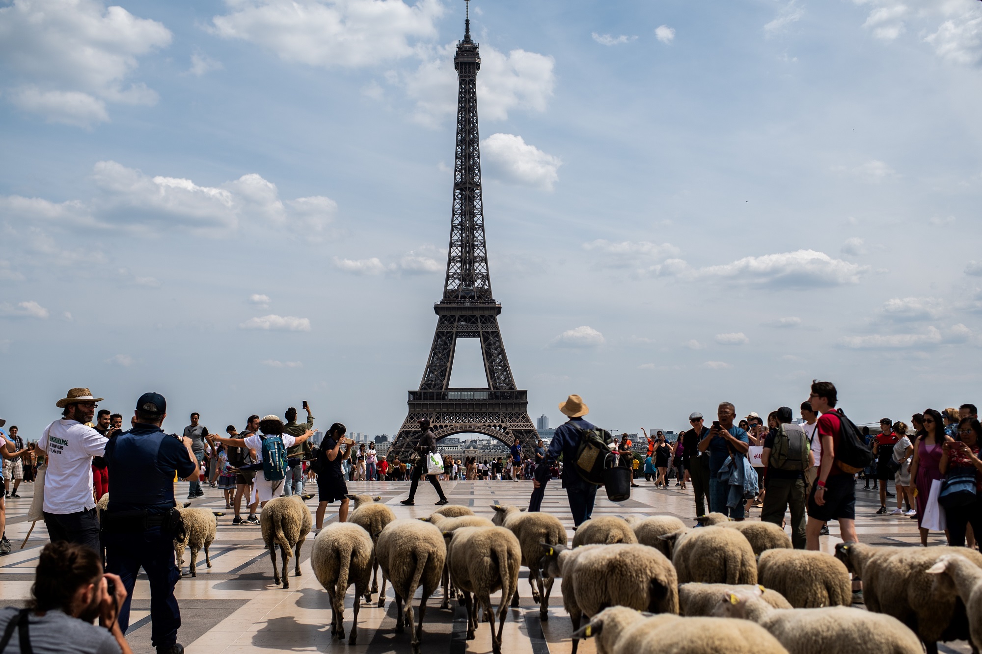 Un rebaño de ovejas toman París (FOTOS)