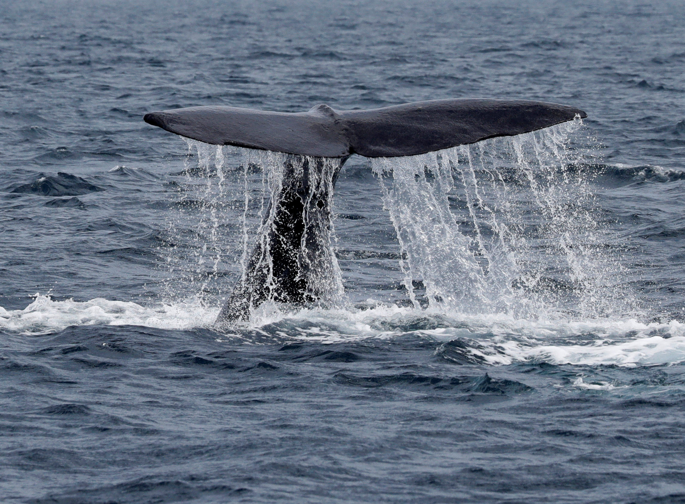 Japón reinicia la caza comercial de ballenas después de más de 30 años