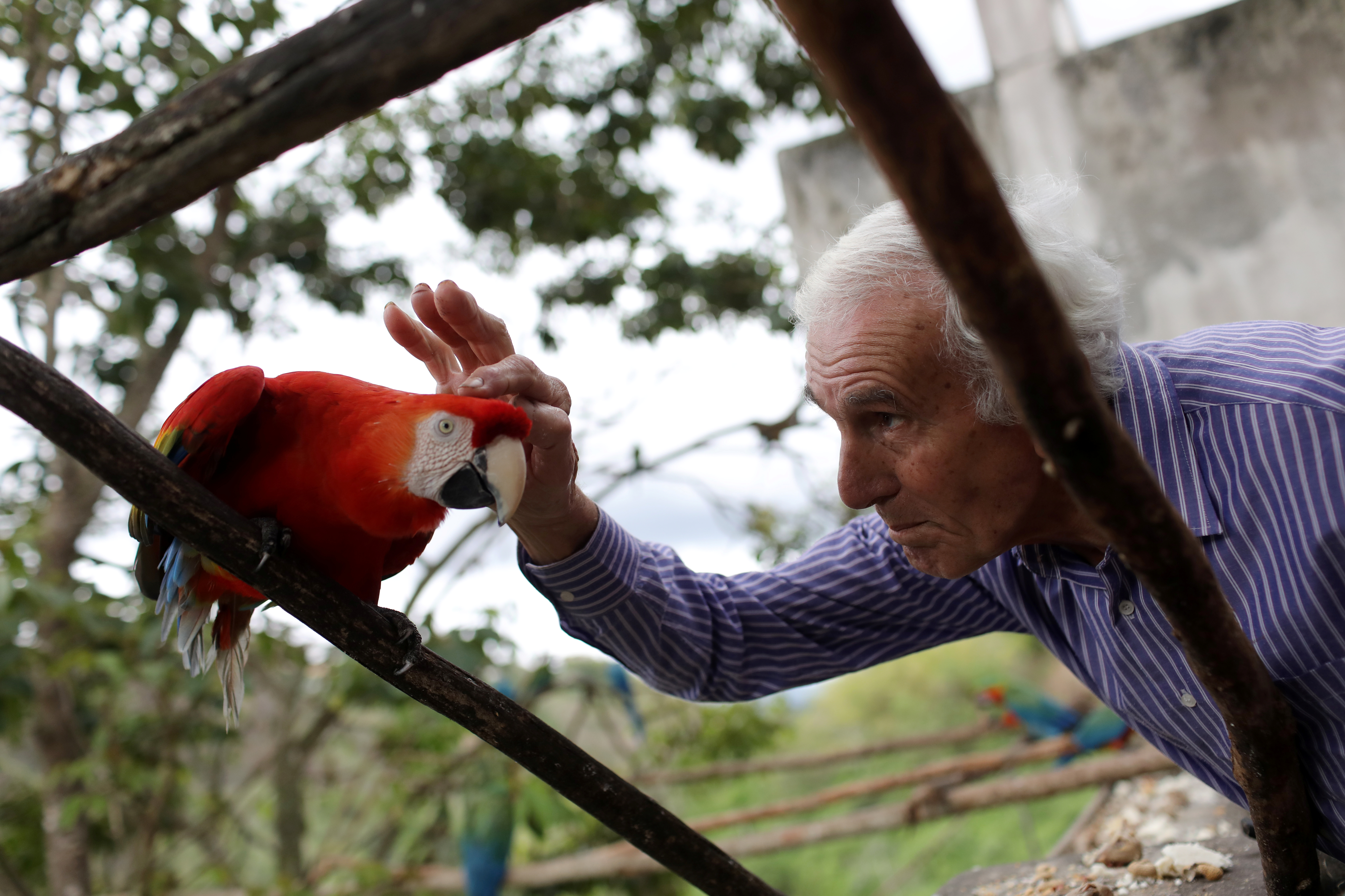 Las guacamayas en Caracas son las terapeutas naturales en medio de la crisis (Fotos)