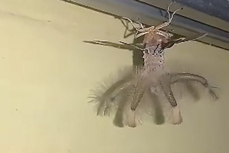 WTF? Encuentran a una bizarra criatura que se arrastra por el techo (FOTOS y VIDEO)