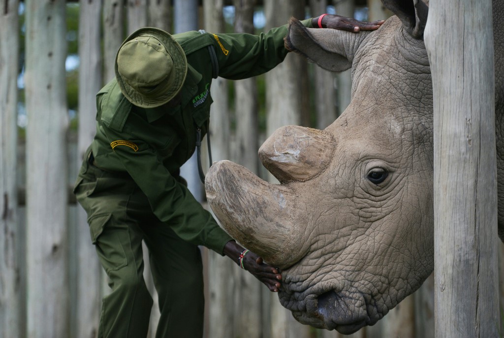La última esperanza ante la extinción del rinoceronte blanco: Inseminación artificial
