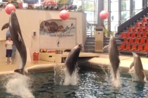 ¡Tragedia! Delfín bebé murió en un show de parque acuático por sobrecarga de trabajo