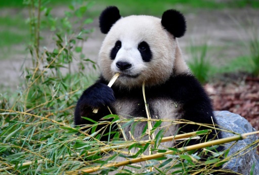 Embarazada Meng Meng, la osa panda del zoológico de Berlín