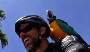 VIDEO: Picasso, el loro ciclista que conquista el corazón de los venezolanos