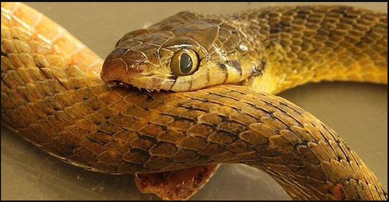 ¿Qué pasará si una serpiente venenosa se muerde a si misma?
