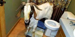 ¿WTF? Hombre se vuelve viral tras descubrir que el “delincuente” que irrumpió en su casa era una cabra (Fotos)
