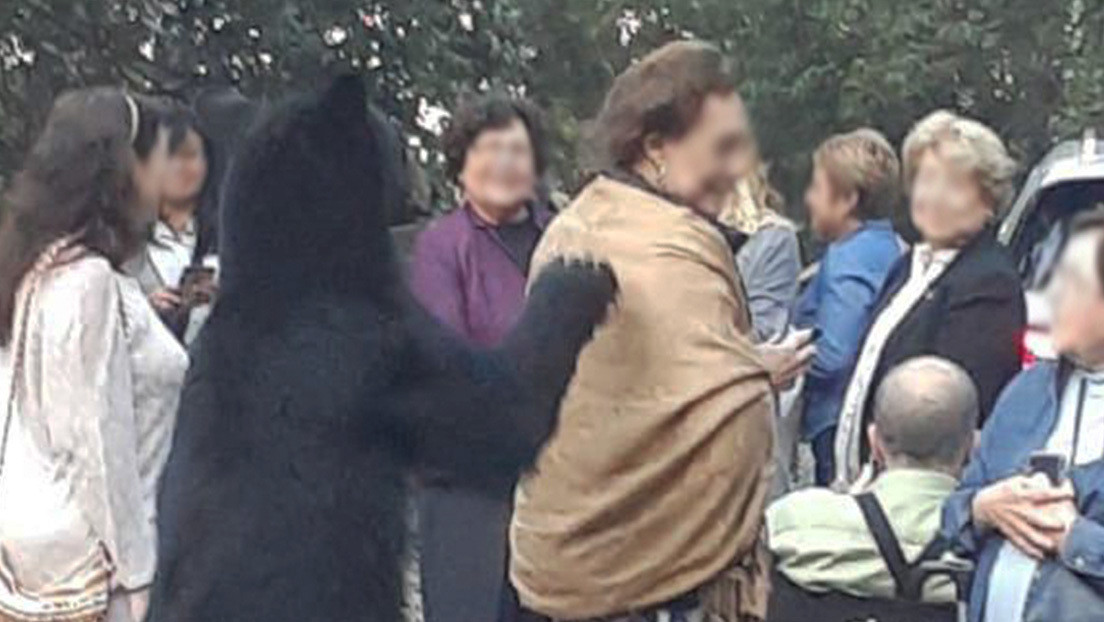 ¡OMG! Un oso se salvaje se acercó a acariciar el cabello de una mujer en México (VIDEO VIRAL)
