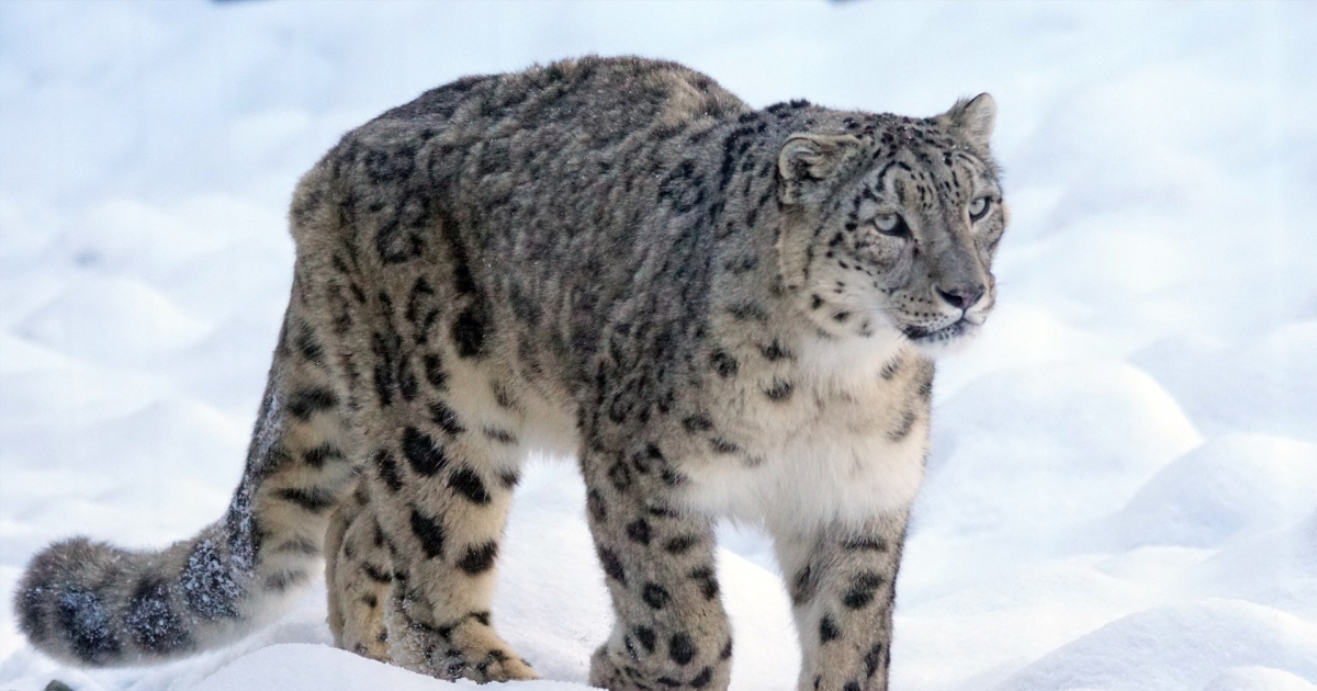 Un leopardo de las nieves en EEUU dio positivo para Covid-19
