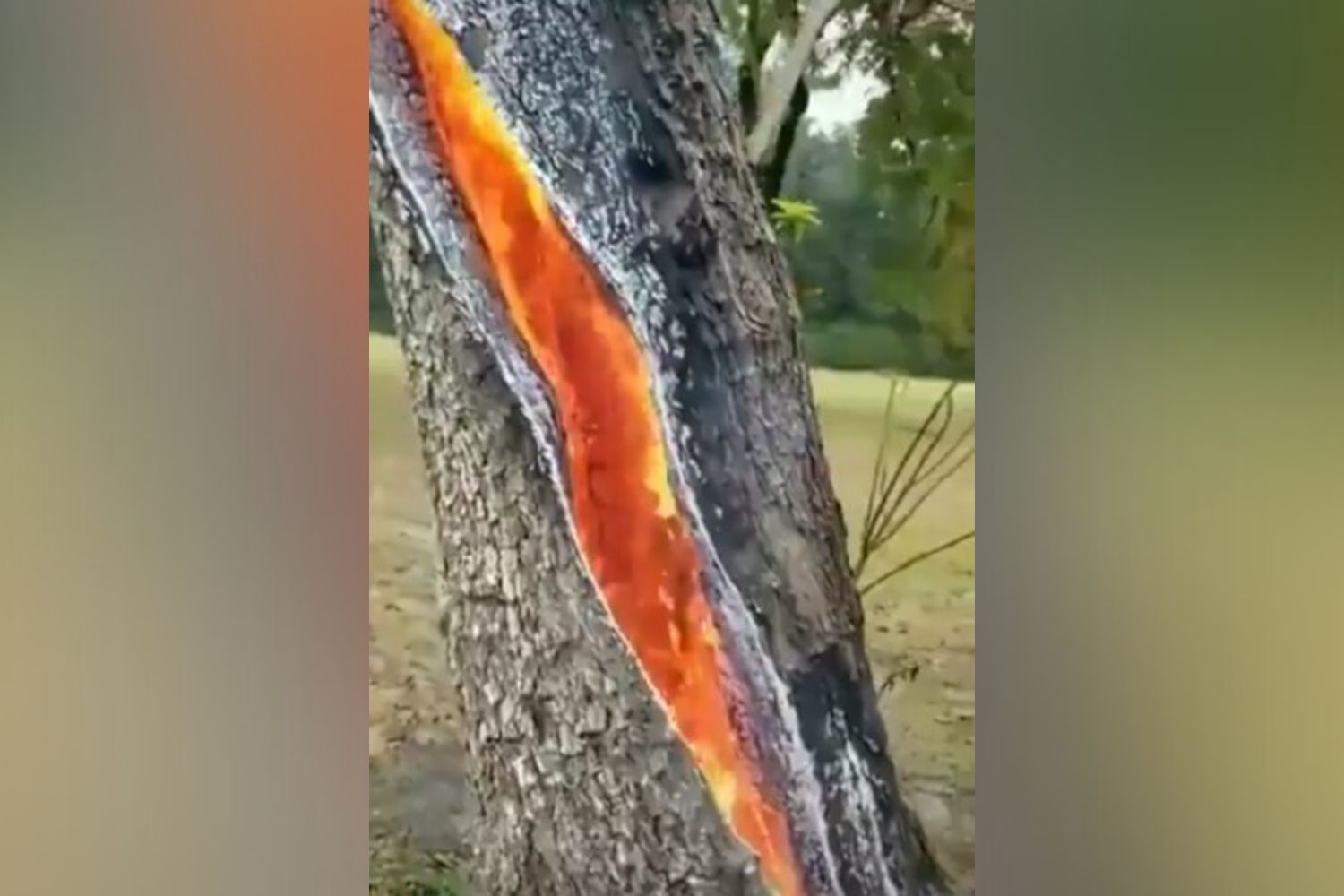¡Impresionante! Así se quema un árbol tras ser impactado por un rayo (video)