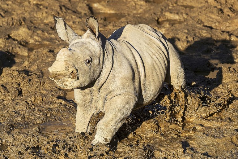 Rinoceronta blanca que nació en un zoológico de San Diego ya tiene nombre