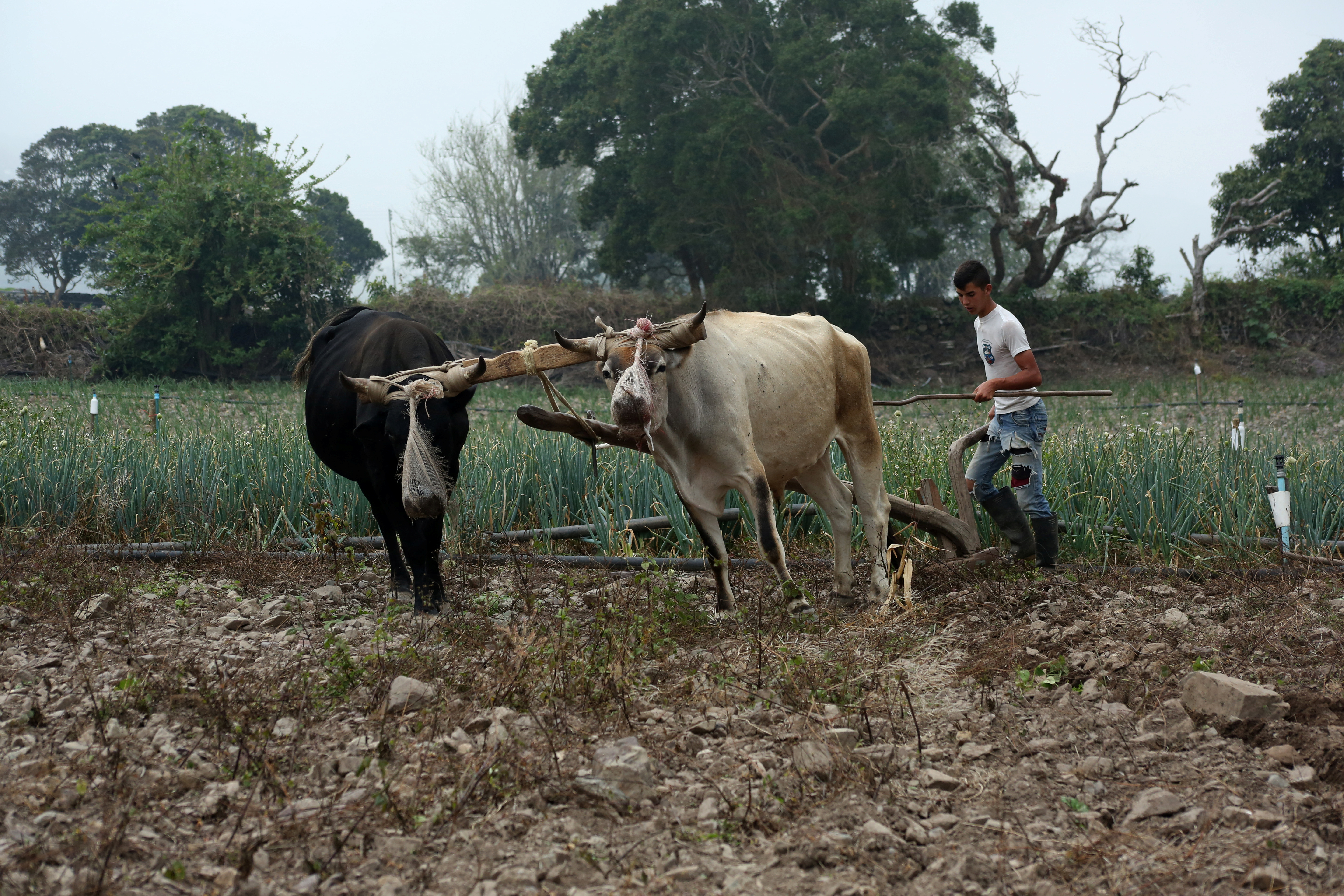 Producción agroalimentaria en Venezuela continúa paralizada