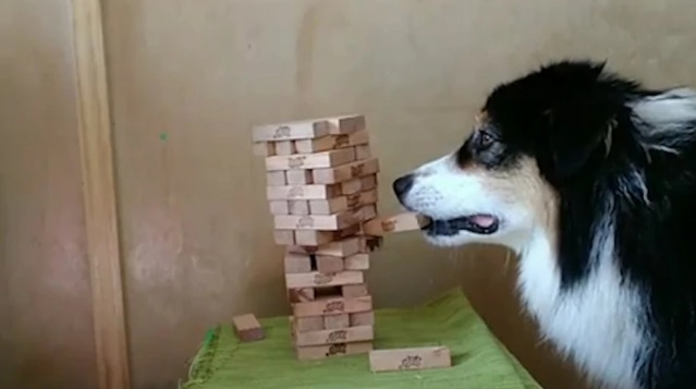 VIDEO VIRAL: Un perro juega al jenga y le gana la partida a su dueña