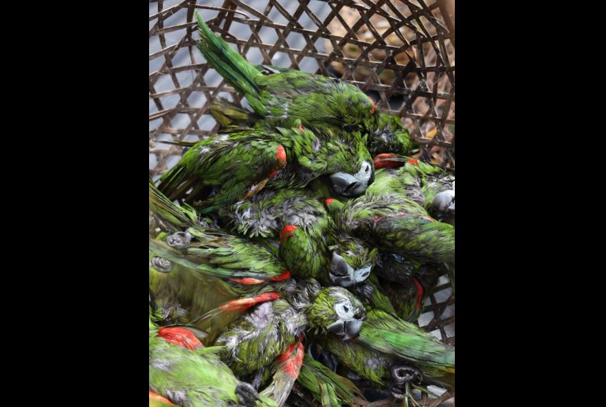 Tragedia: Contrabandistas arrojaron al mar Caribe 47 aves exóticas de Venezuela (Fotos)