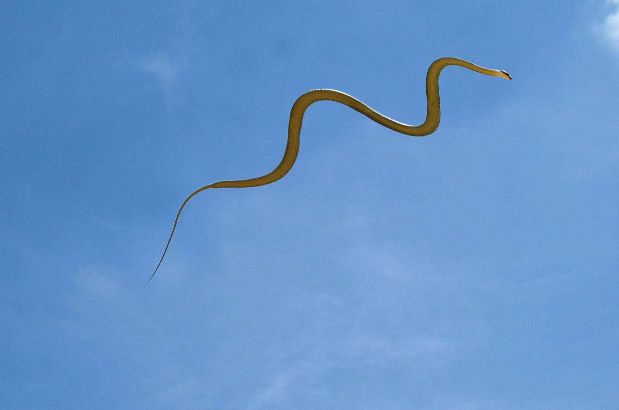 Los científicos de Virginia Tech resuelven el misterio de cómo se mueven las serpientes voladoras
