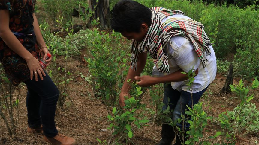 ONU detectó aumento de cultivos de coca en Bolivia, con Evo Morales bajo la lupa