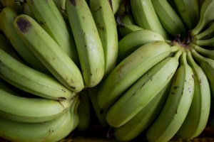 Denuncian que más de 10 mil hectáreas de plátano se han perdido en Zulia por falta de combustible