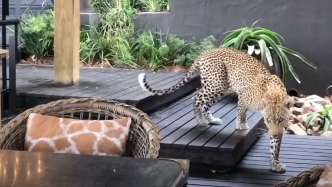 ¡De espanto! Graban a un leopardo cazando entre los clientes de un restaurante en Sudáfrica (VIDEO)