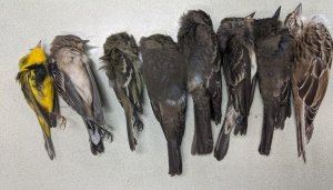 Sin precedente: Pájaros de toda clases mueren masivamente en el suroeste de EEUU (VIDEO)