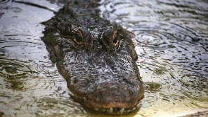 Dantesco: Un cocodrilo gigante fue hallado decapitado en una playa (Imagen sensible)