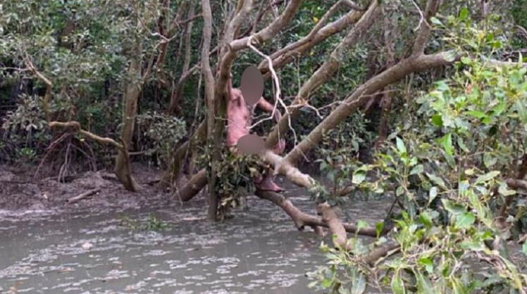 Rescataron a un hombre atrapado en un manglar de cocodrilos, pero resultó ser un delincuente fugitivo