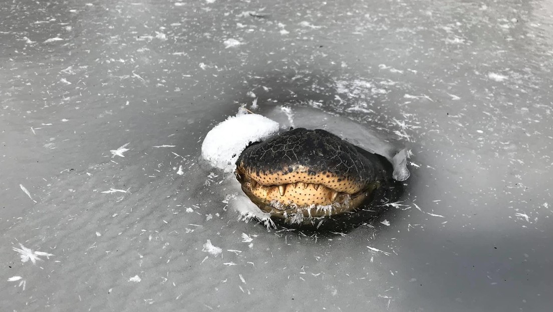 La increíble manera cómo se adaptan los caimanes en los pantanos congelados en EEUU (VIDEO)