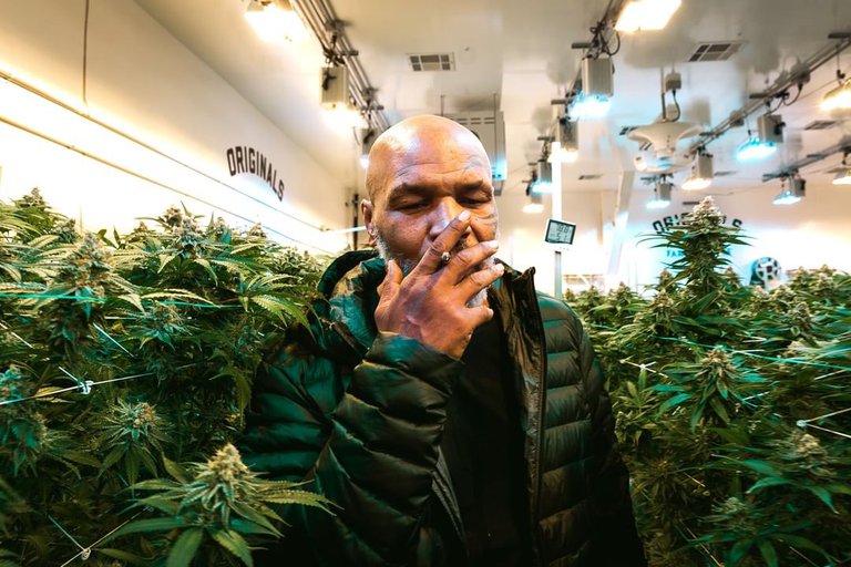 La impactante cantidad de dinero que gana Mike Tyson por la venta de marihuana mensual