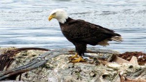 Descubrieron el origen de las misteriosas muertes de águilas calvas en Estados Unidos