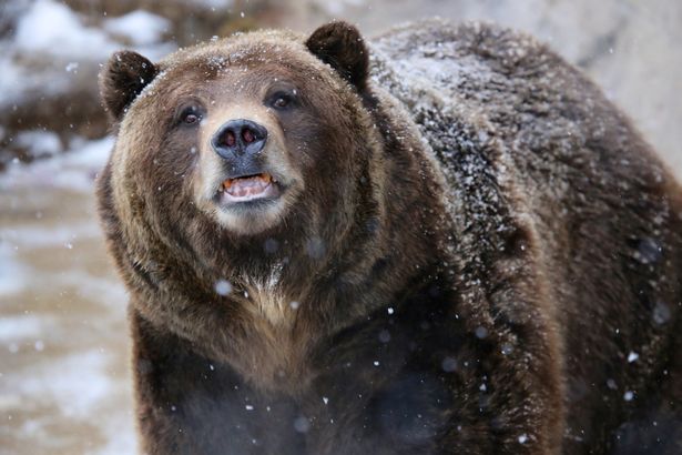 Hombre fue mutilado por un oso mientras pescaba cerca del Parque Nacional Yellowstone