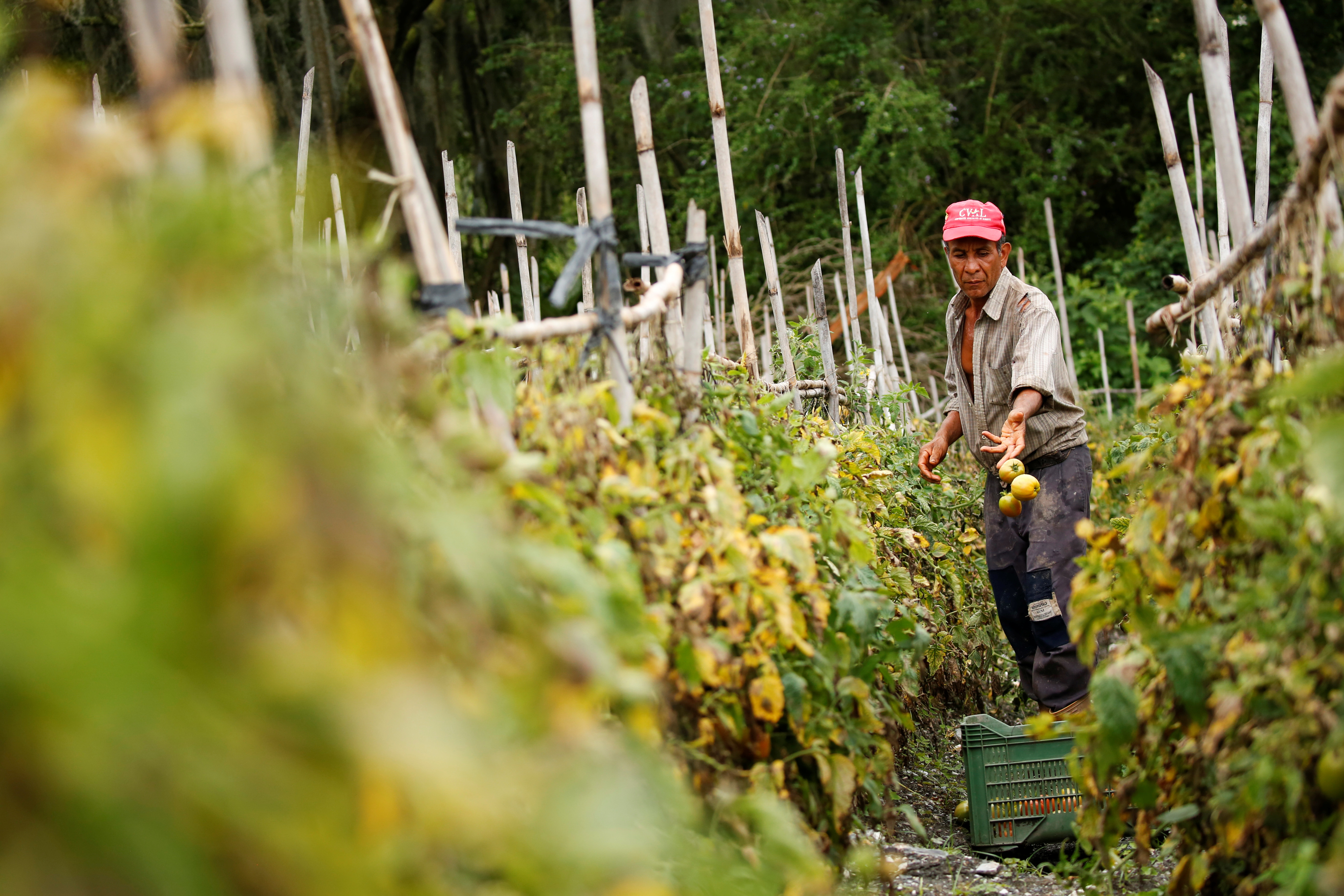 Mercado negro de combustibles pone en jaque a la producción agrícola en Venezuela