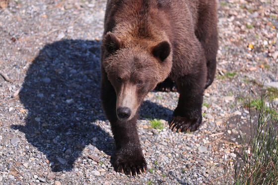 “Fue aterrador”: Sobrevivió al brutal ataque de un oso pardo en Alaska