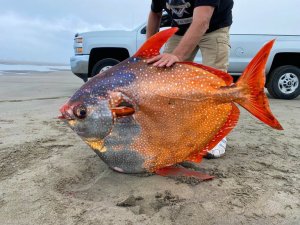 Enorme y extraño pez que apareció en la costa del norte de EEUU intriga a los científicos