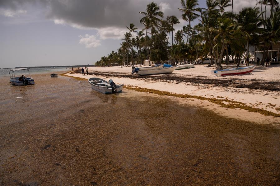 Una cantidad sin precedente de algas ha invadido las cristalinas playas de República Dominicana (VIDEO)