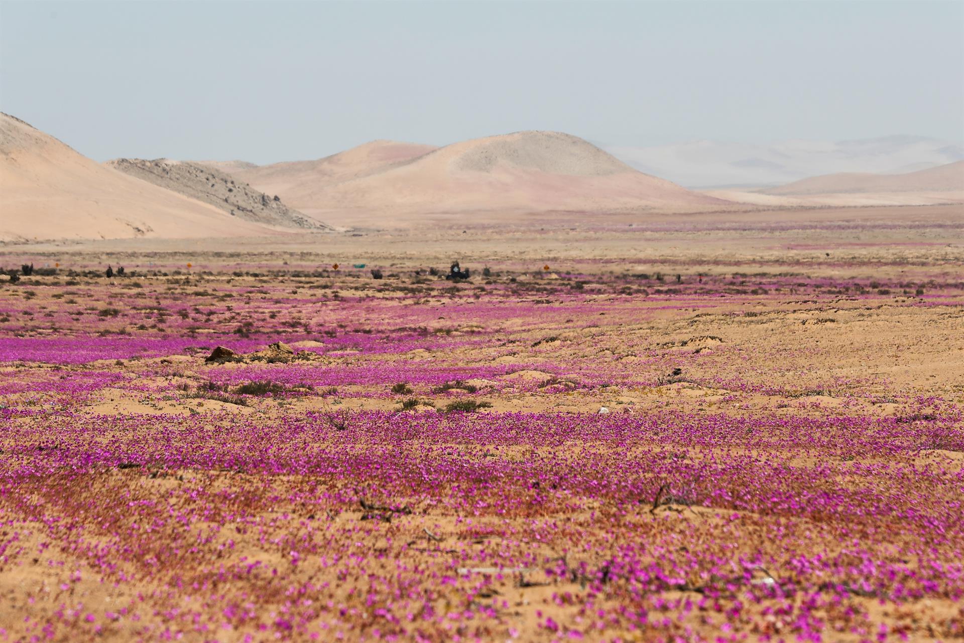 El “milagro” de las flores en el desierto de Atacama está bajo amenaza (FOTOS)