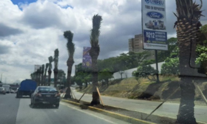 Las nuevas palmeras decorativas en Caracas pueden incrementar la temperatura en las vías, asegura especialista
