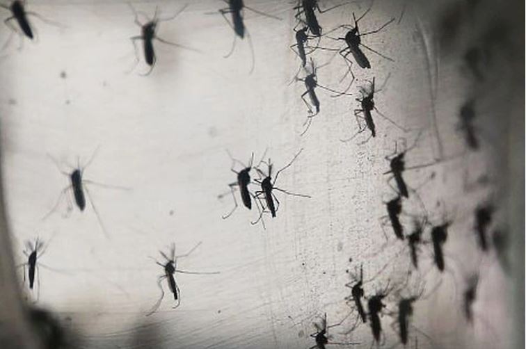 Nuevo hallazgo sobre los mosquitos: pican por el color de la piel