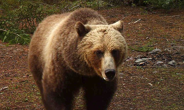 Estado de EEUU podría permitir la caza de osos grizzly por primera vez desde 1975