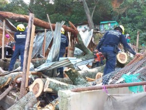 Luto en Colombia: Dos venezolanos murieron por caída de un árbol de 30 metros (Video)