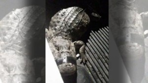 “Se salvó de milagro”: Niño logró escapar tras encontrar un caimán de casi dos metros en el patio de su casa