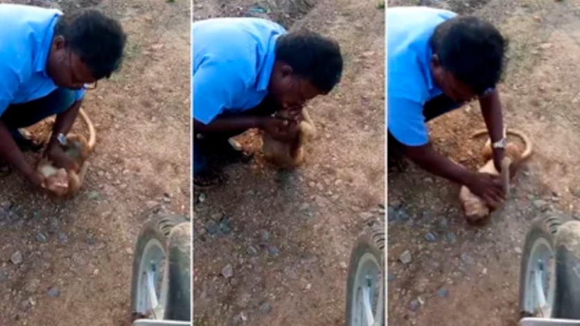 ¡Héroe sin capa! Taxista salvó a un mono tras darle respiración boca a boca (VIDEO)